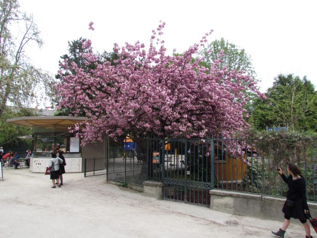 Prunus serrulata ParisKwanzanCherry_2_1.JPG