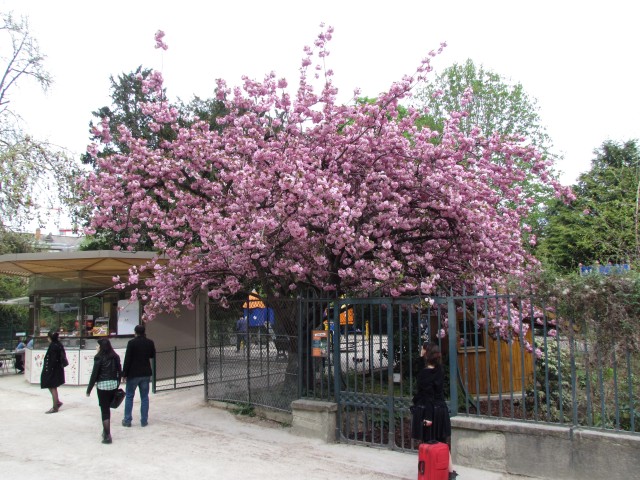 Prunus serrulata ParisKwanzanCherry_2_2.JPG