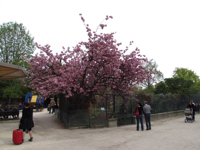 Prunus serrulata ParisKwanzanCherry_2_4.JPG