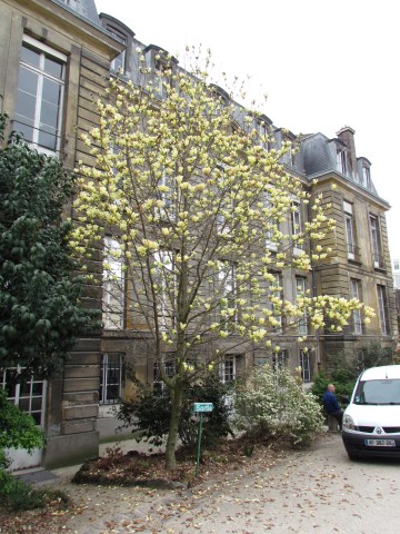 Magnolia acuminata ParisMagnoliaCucumber.JPG