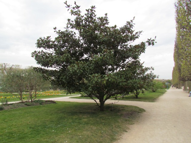 Magnolia grandiflora ParisMagnoliaGrandiflora2.JPG