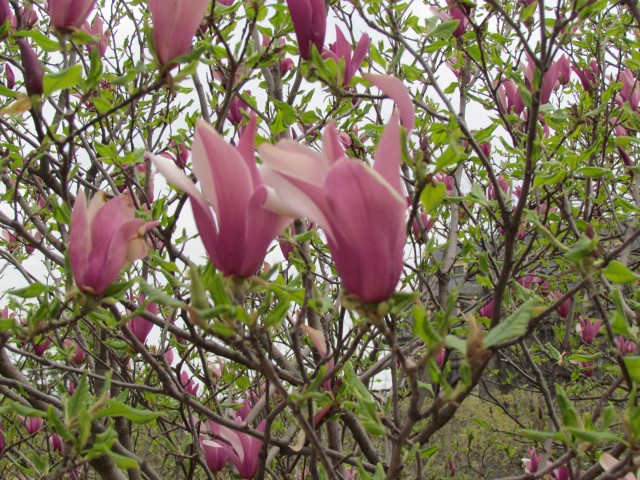 Magnolia liliiflora ParisMagnoliaLilifloraNigraInBloom.JPG