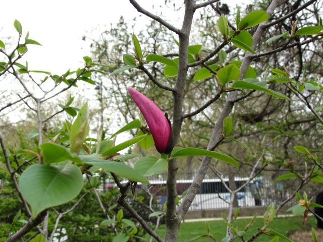 Magnolia spp ParisMagnoliaStarWarsFlowerBud.JPG