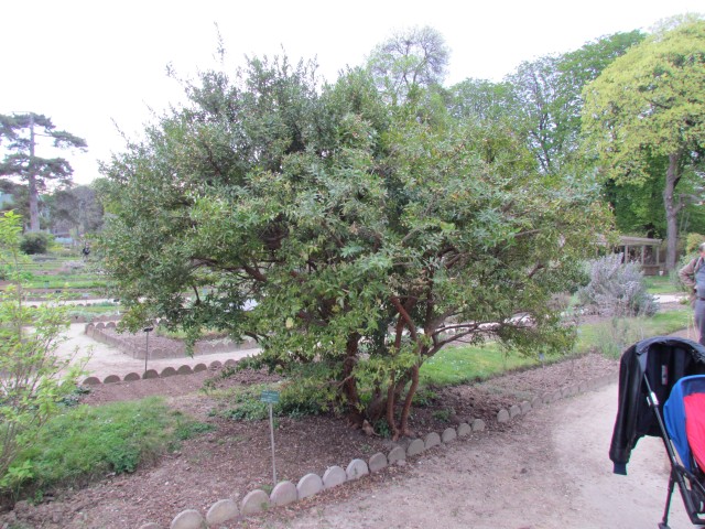 Myrtus communis ParisMyrtusCommunisTree.JPG