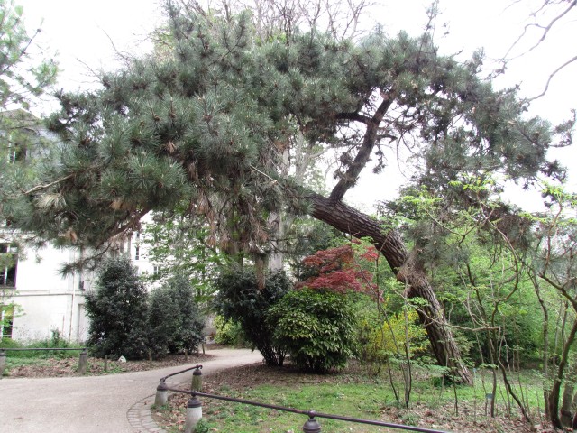 Pinus nigra ParisPinusNigra1.JPG
