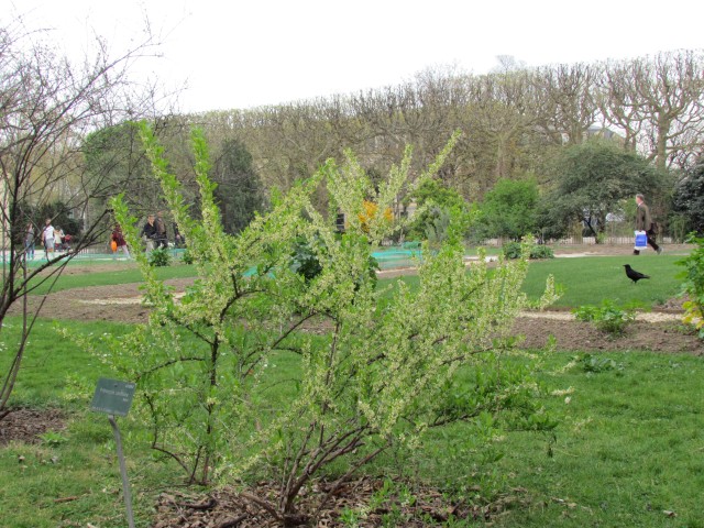 Prinsepia uniflora ParisPrinsepiaUniflora.JPG