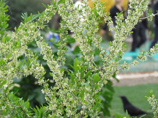 Prinsepia uniflora ParisPrinsepiaUnifloraDetail.JPG