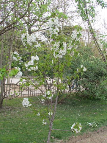 Prunus avium ParisPrunusAvium2.JPG