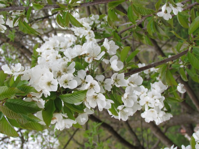 Prunus avium ParisPrunusAviumFlower.JPG