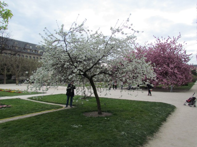 Prunus cerasus ParisPrunusCerasusTree.JPG