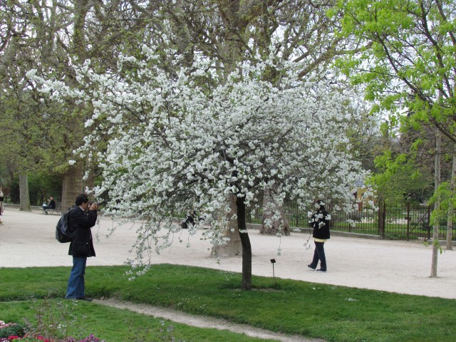 Prunus cerasus ParisPrunusCerasusTree2.JPG