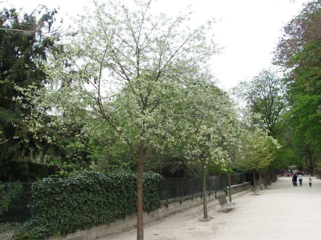 Prunus maackii ParisPrunusMaackii1.JPG