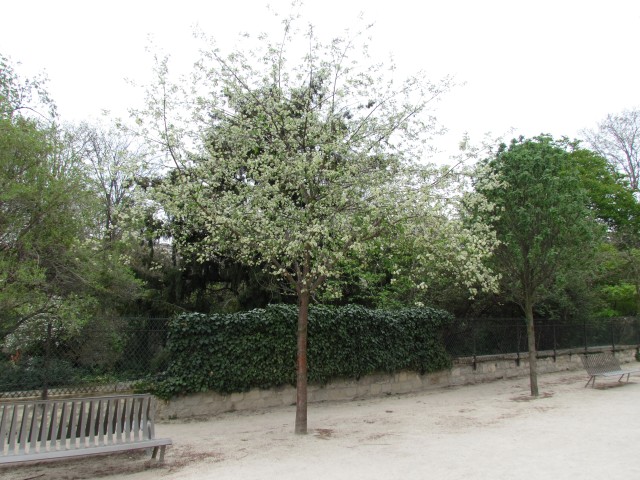 Prunus maackii ParisPrunusMaackii2.JPG