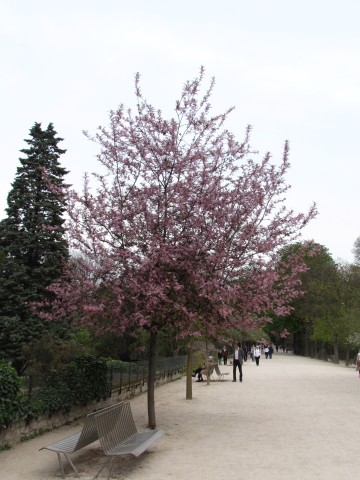 Prunus padus ParisPrunusPadus4.JPG