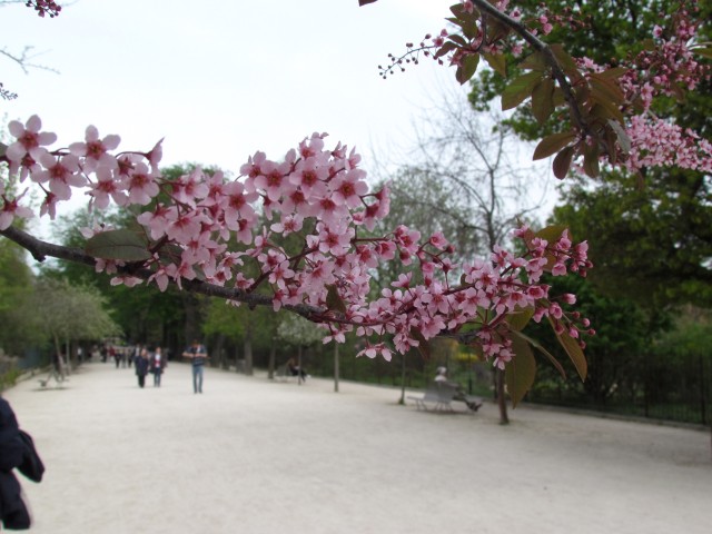 Prunus padus ParisPrunusPadusDetail.JPG