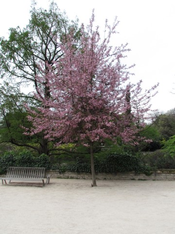 Prunus padus ParisPrunusPadusTree.JPG