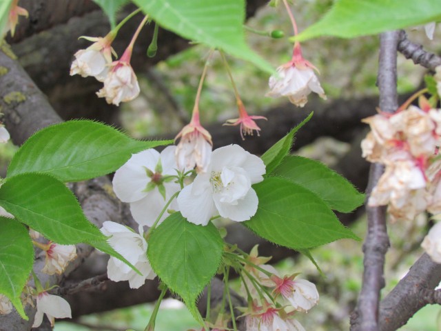 Prunus sato-zakura ParisPrunusShirotacFlower.JPG