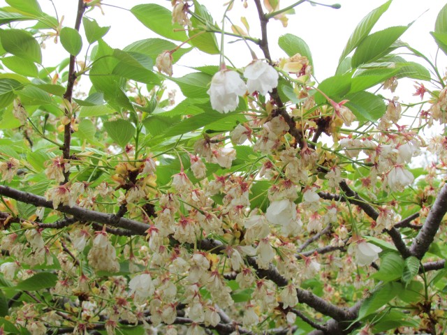 Prunus sato-zakura ParisPrunusShirotacFlower3.JPG