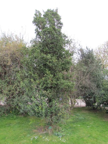 quillaja saponaria ParisQuillajaSaponaria.JPG