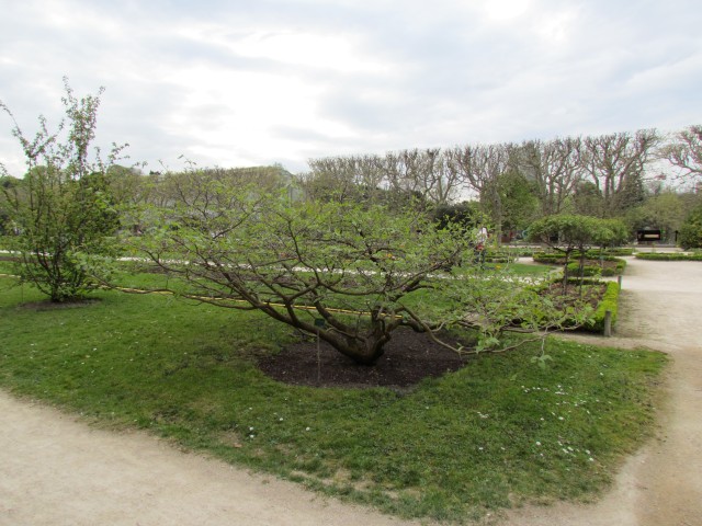 Sinowilsonia henryi ParisSinowilsoniHenryi1.JPG