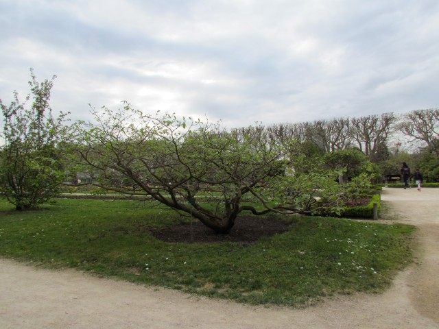 Sinowilsonia henryi ParisSinowilsoniHenryi2.JPG