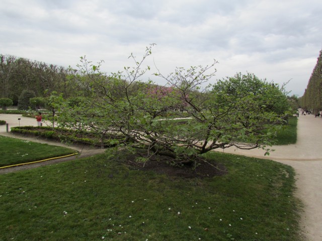 Sinowilsonia henryi ParisSinowilsonihenryi3.JPG