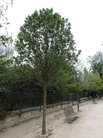 Sorbus latifolia ParisSorbusLatifolia1.JPG