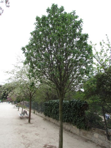 Sorbus latifolia ParisSorbusLatifolia2.JPG
