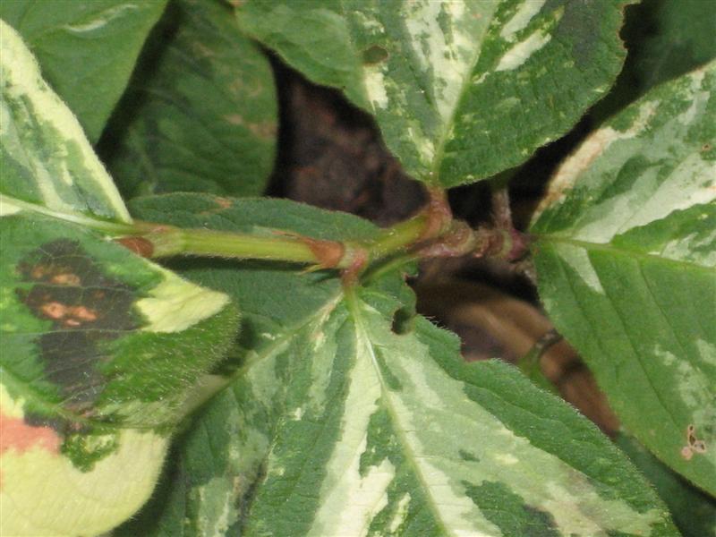 Persicaria virginiana Persicaria_leaf_bud.JPG