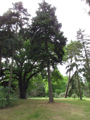 Picea orientalis PiceaOrientalisKewFull2.JPG