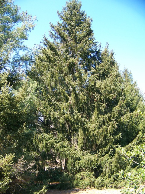 Picea abies PiceaabiesBernheim.JPG