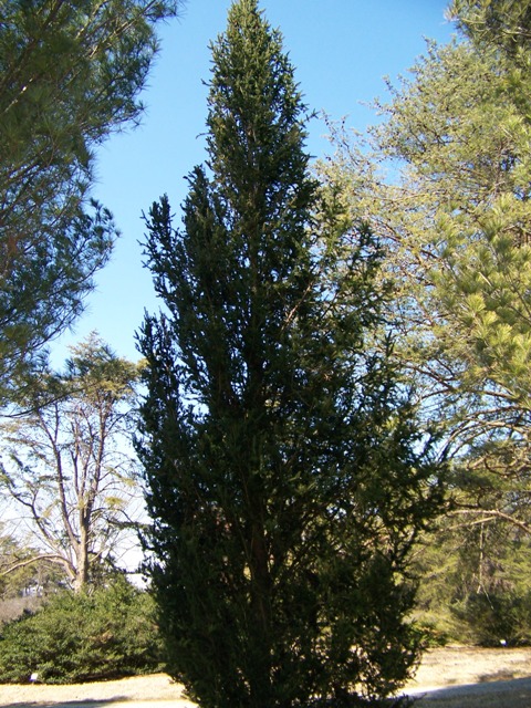 Picture of Picea abies 'Cupressina' Cupressina Norway Spruce