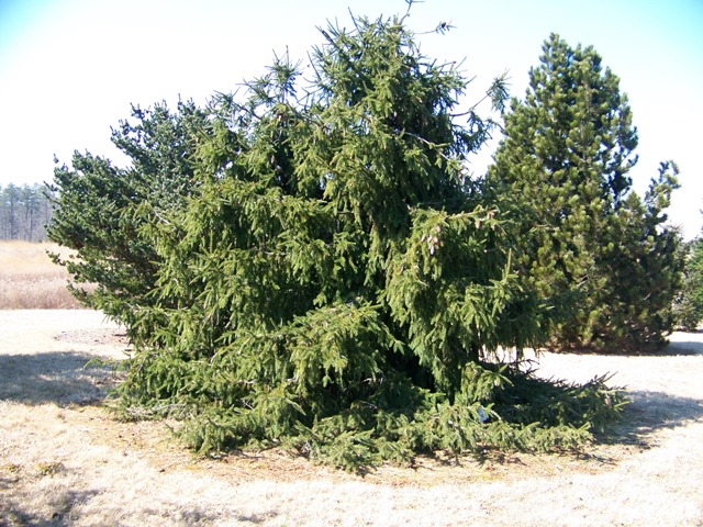 Picea abies Piceaabiesacrocona.JPG