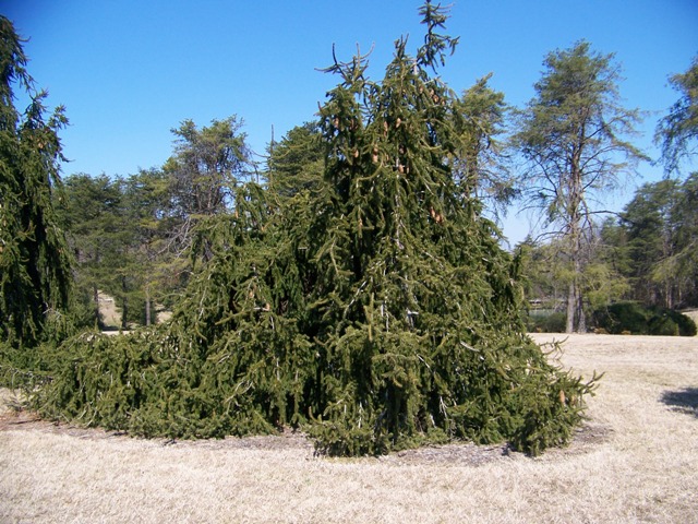 Picea abies Piceaabiesreflexa1.JPG