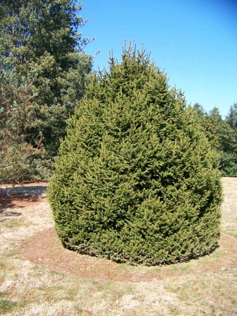 Picea abies Piceabies.pyramidalis.JPG
