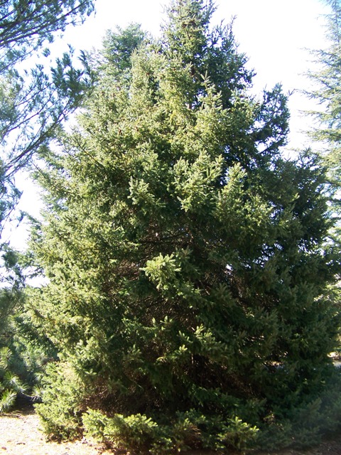 Picea glauca Piceaglauca.JPG