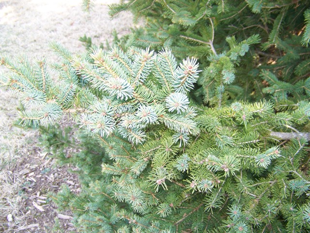 Picea glauca Piceaglaucafoliage.JPG