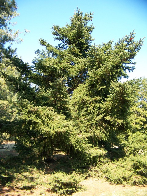 Picea torano Piceatorano.JPG