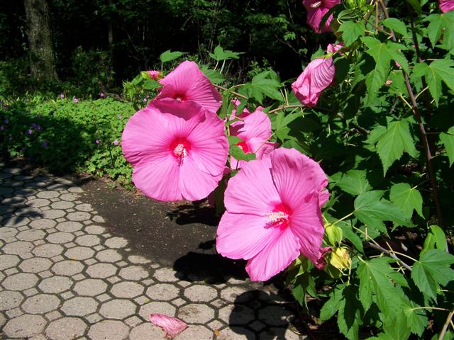 Picture of Hibiscus  'Pink Cloud' Pink Cloud Rose Mallow