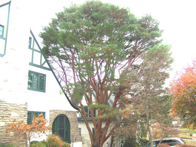 Pinus densiflora Pinus.densiflora.Umbraculifera.JPG