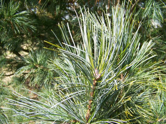 Picture of Pinus koraiensis  Korean Pine