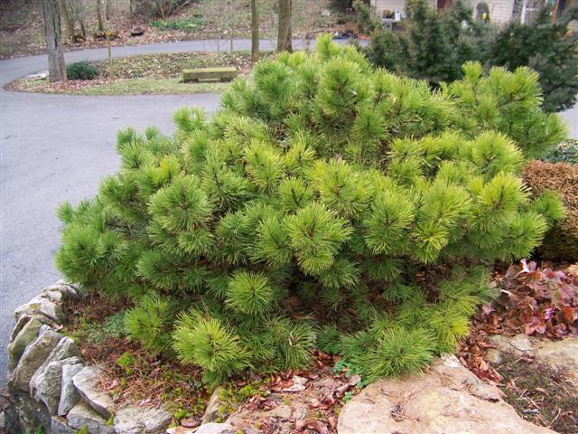 Picture of Pinus nigra Hornibrookiana Hornibrookiana Pine