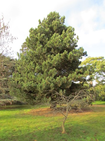Pinus nigra PinusNigraBlackPine.JPG