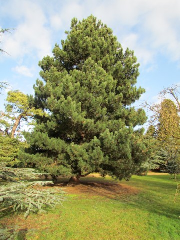 Pinus nigra PinusNigraBlackPine2.JPG