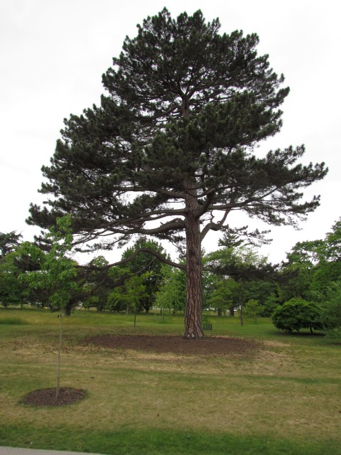 Pinus nigra PinusNigraFull.JPG
