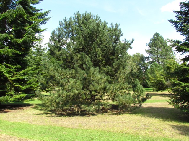 Pinus nigra PinusNigraPallasiana2FullCUBG.JPG
