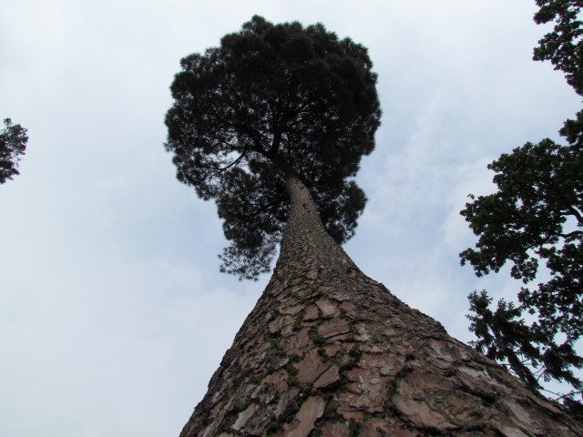 Pinus pinaster PinusPinasterUpwardViewKew.JPG