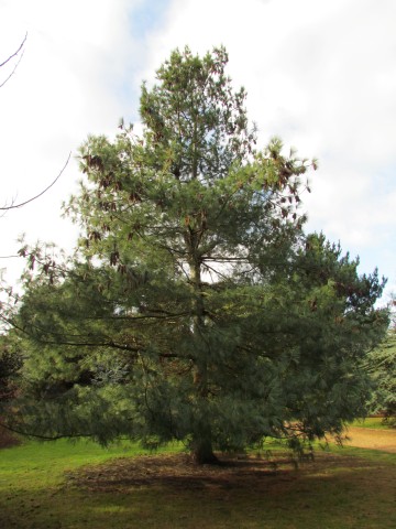 Pinus wallichiana PinusWallichianaHimalayanPine.JPG