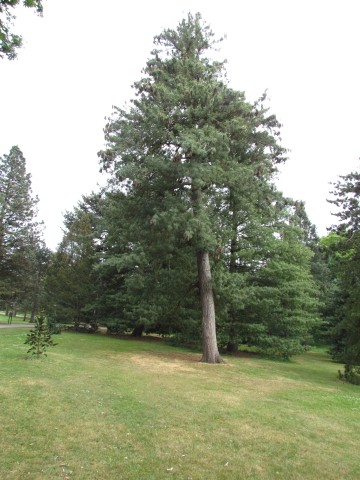 Pinus wallichiana PinusWallichianaKewFull.JPG