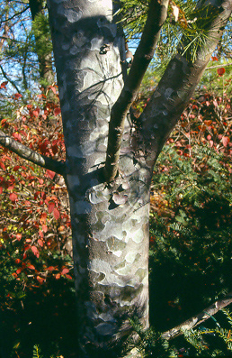 Picture of Pinus bungeana  Lacebark Pine